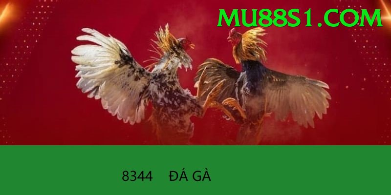 Đá Gà Trực Tiếp - Ưu đãi đặc biệt